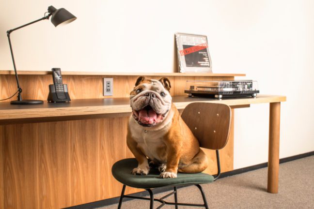 Dog sitting on chair that is in front of a wall-mounted wooden desk