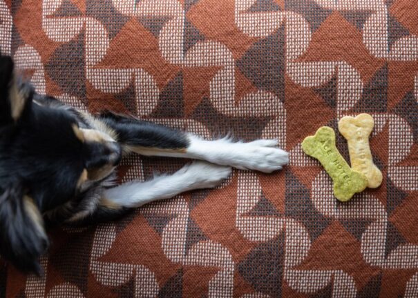 a dog on a bed with dog treats that say ace hotel on them